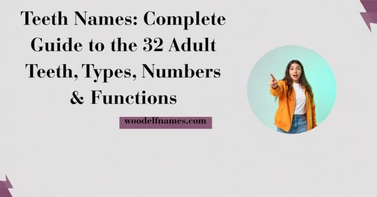Web article banner featuring dark serif text reading Teeth Names Complete Guide to the 32 Adult Teeth Types Numbers and Functions with woodelfnames.com web tag and a circular image cutout of a woman pointing.