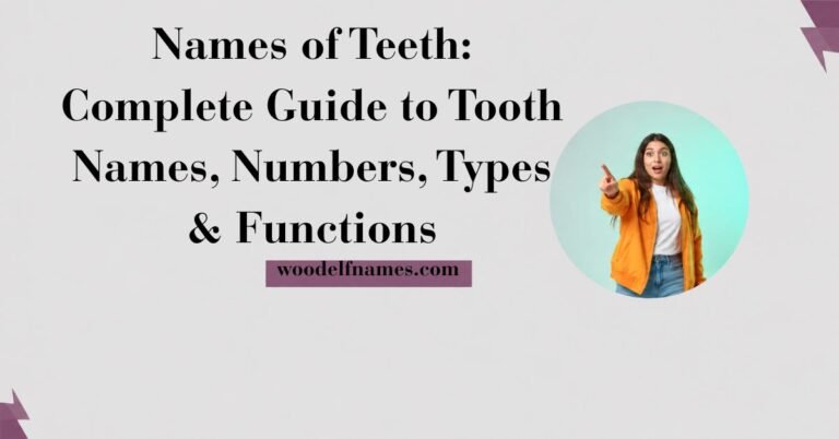 Text graphic reading "Names of Teeth: Complete Guide to Tooth Names, Numbers, Types & Functions" with woodelfnames.com website label and an excited woman pointing in a circular frame.