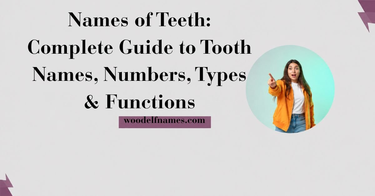 Text graphic reading "Names of Teeth: Complete Guide to Tooth Names, Numbers, Types & Functions" with woodelfnames.com website label and an excited woman pointing in a circular frame.