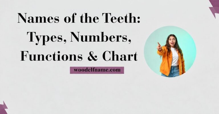 Text graphic reading "Names of the Teeth: Types, Numbers, Functions & Chart" with woodelfname.com website label and an excited woman pointing in a circular frame.